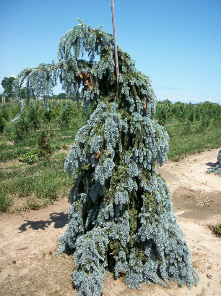 Weeping White Spruce (Picea glauca 'Pendula') - 3 gallon RP 18" -Ship Only