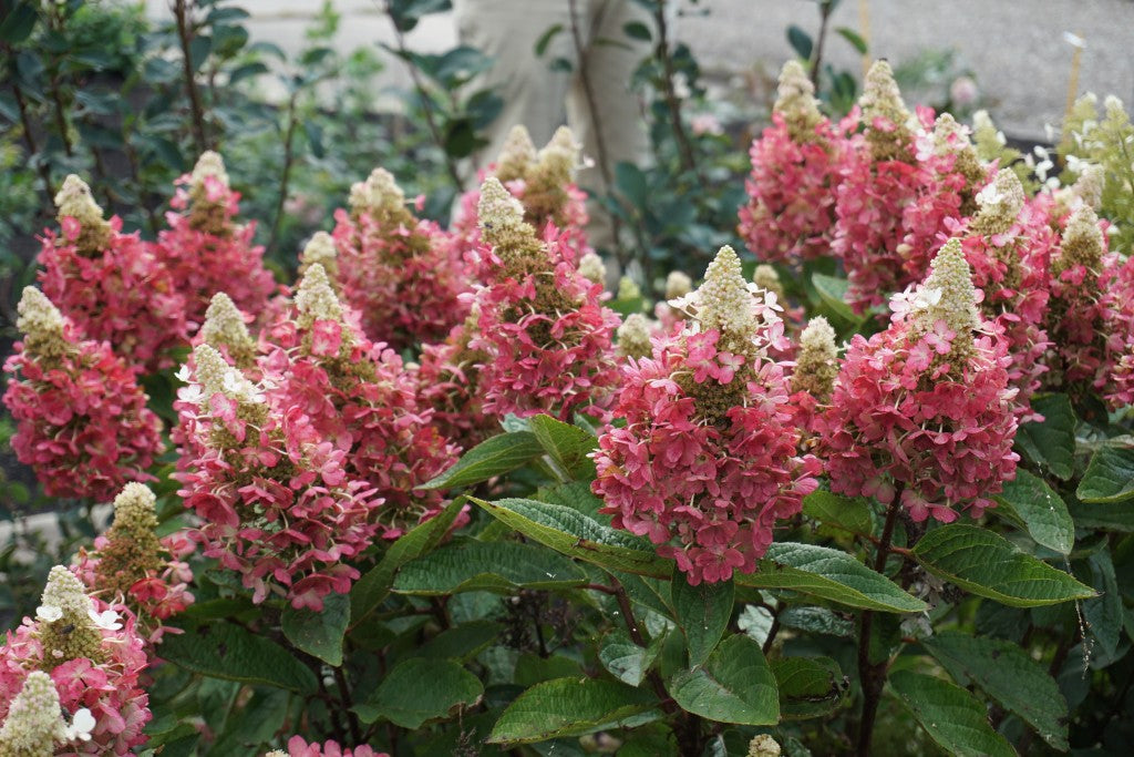 Flare™ Hardy Hydrangea (Hydrangea 'P Flare') - 3 gallon -Ship Only