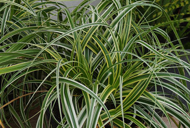Feather Falls Sedge (Carex 'Carex Feather Falls') - 1 gallon -Ship Only