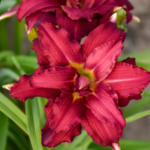 Double Pardon Me Daylily (Hemerocallis double 'Pardon Me') - 1 gallon -Ship Only