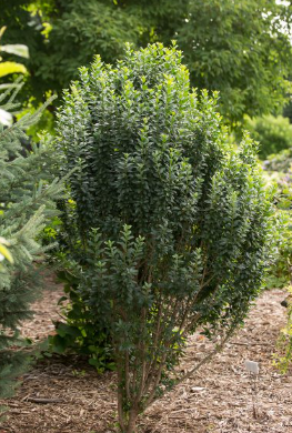 Straight Talk® Privet (Ligustrum V 'Straight Talk') - 3 gallon 18" -Ship Only