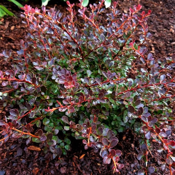 WorryFree® Crimson Cutie® Barberry (Berberis thunbergii 'Crimson Cutie') - 2 gallon 10" -Ship Only