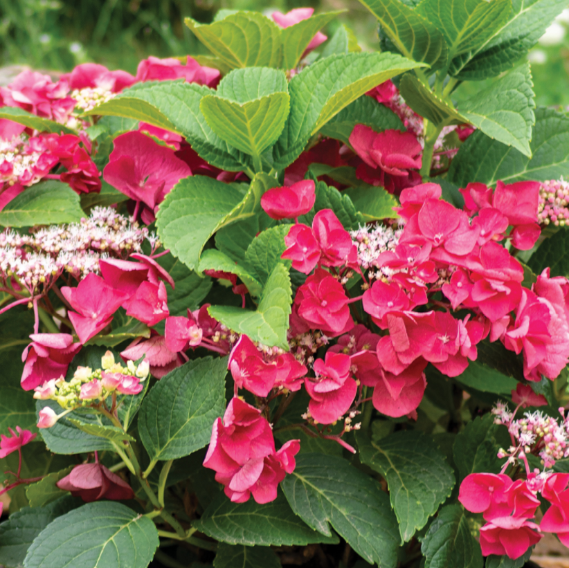 Cherry Explosion™ Hydrangea (Hydrangea macrophylla 'Cherry Explosion') - 3 gallon -Ship Only