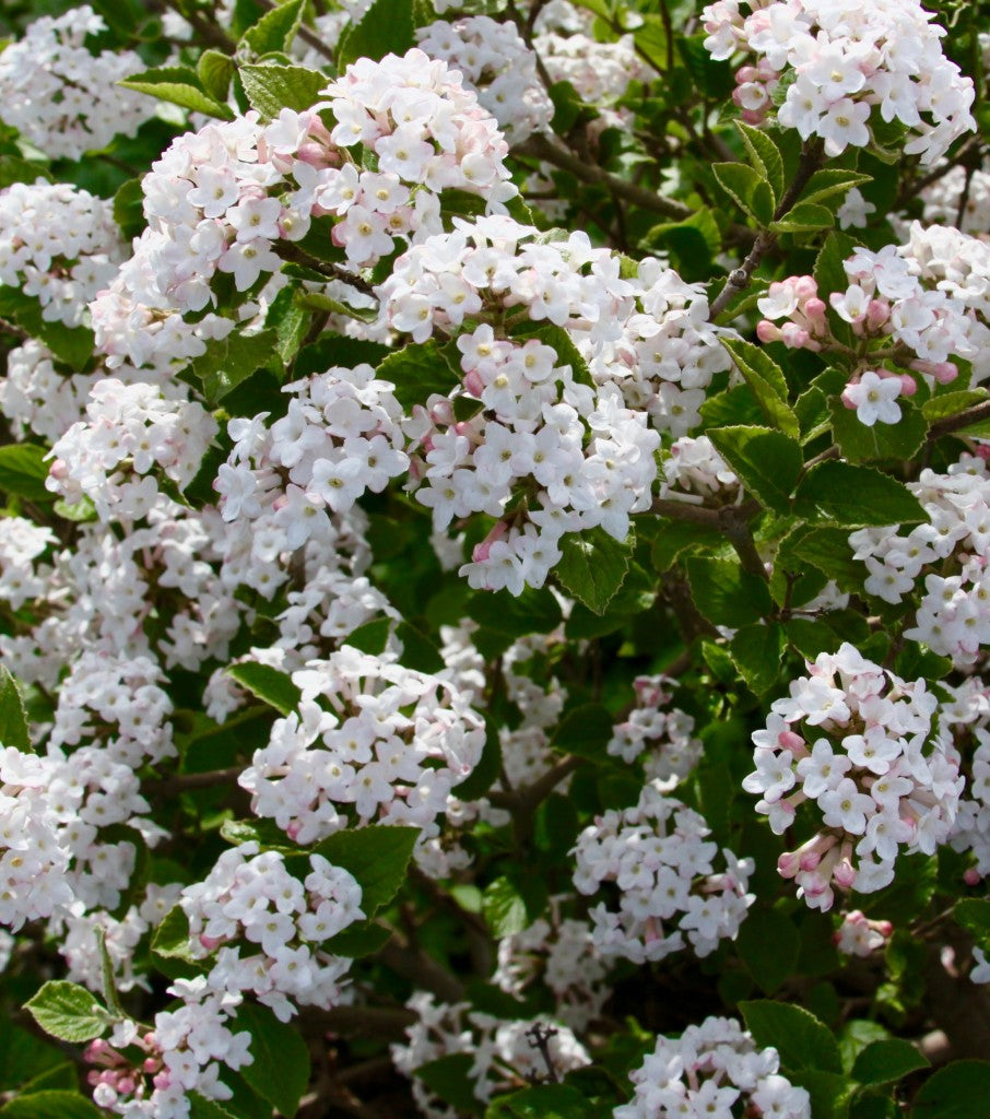Sugar 'n Spice™ Korean Spice Bush (Viburnum carlesii 'Select Sugar N Spice') - 3 gallon 18" -Ship Only