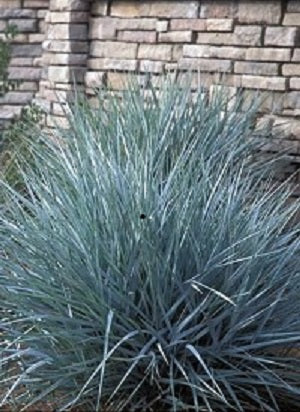 Blue Dune Lyme Grass (Leymus 'A. Blue Dune') - 1 gallon -Ship Only