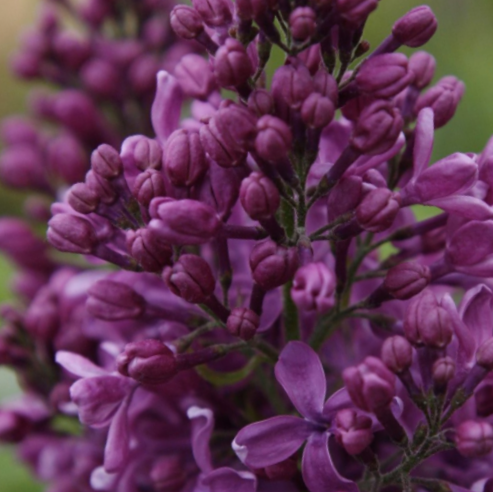 Purple Glory Lilac (Syringa x 'Purple Glory') - 3 gallon 15" -Ship Only
