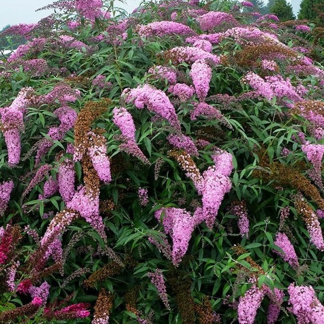 Pink Cascades Butterfly Bush (Buddleia 'Pink Cascades') - 3 gallon -Ship Only