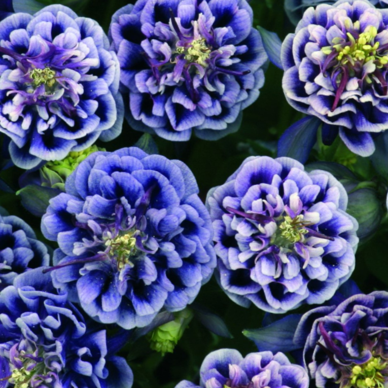 Winky Blue & White Columbine (Aquilegia 'Winky Blue & White') - 1 gallon -Ship Only