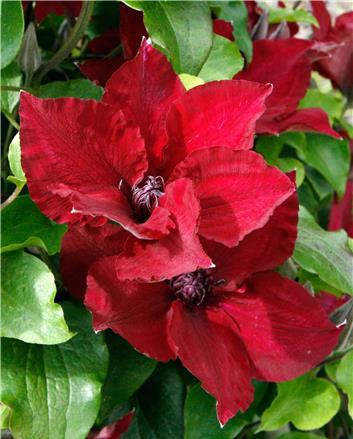 Nubi™ Clematis (Clematis nubia) - 1 gallon -Ship Only