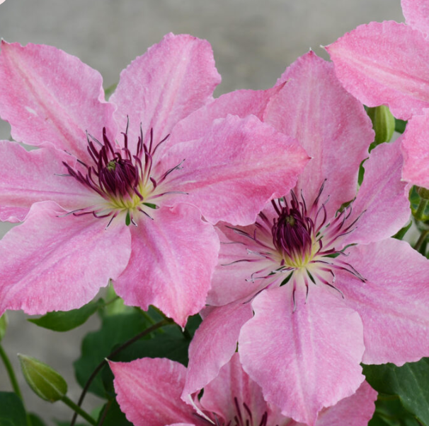 Sarah Elizabeth™ Clematis (Clematis sarah 'Elizabeth') - 1 gallon -Ship Only