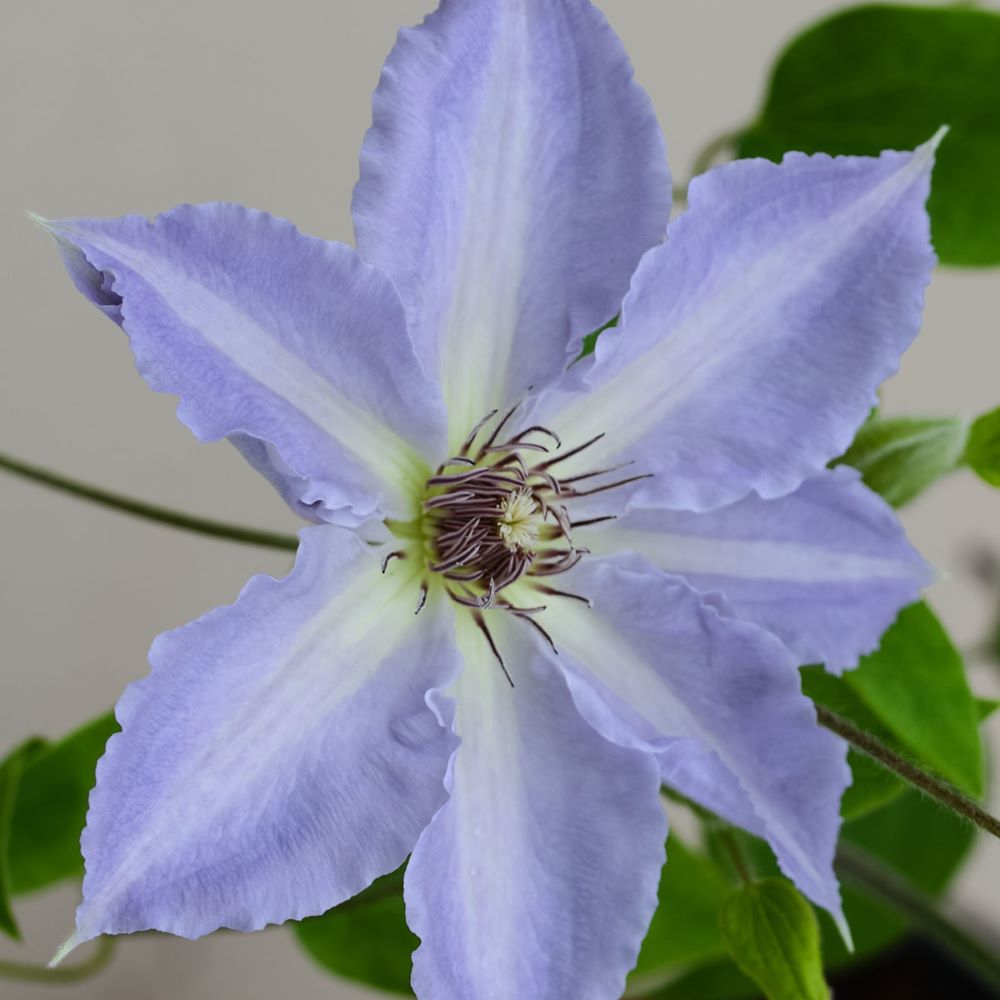 Tranquilite™ Clematis (Clematis “EVIPO103’) - 1 gallon -Ship Only