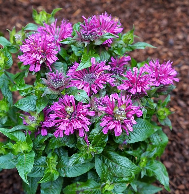 Pocahontas Purple Rose Bee Balm (Monarda pocahontas 'Purple Rose') - 1 gallon -Ship Only