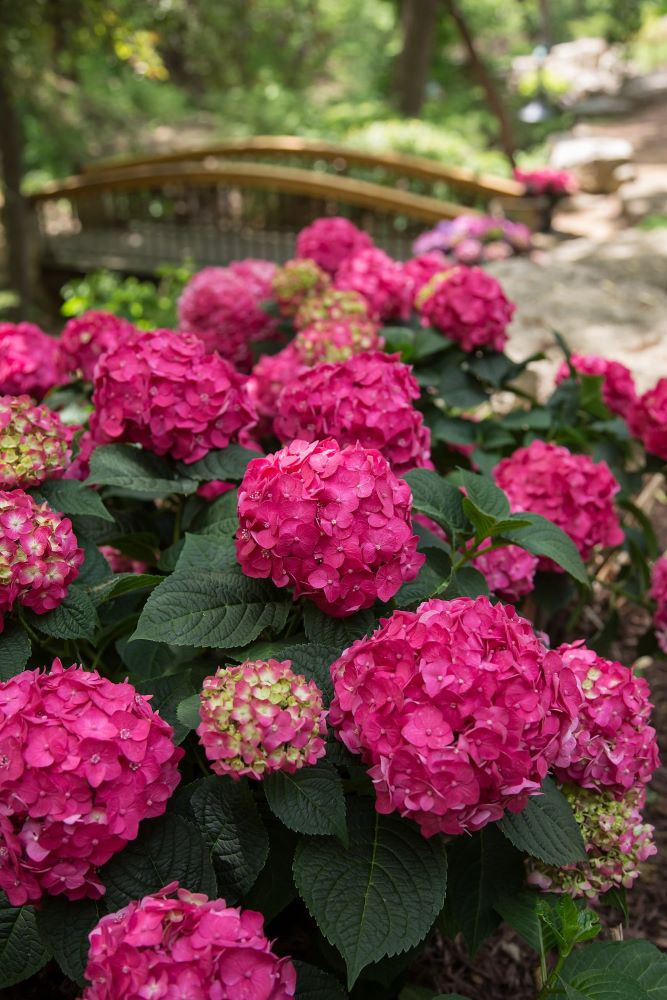 Summer Crush® Reblooming Hydrangea (Hydrangea macrophylla 'Summer Crush') - QT -Ship Only