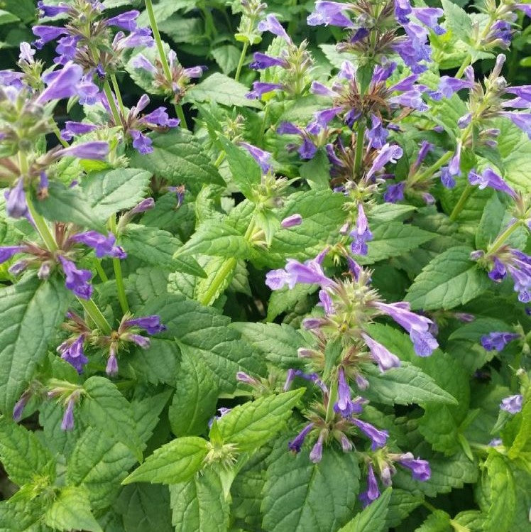 Neptune Catmint (Nepeta neptune) - 1 gallon -Ship Only