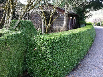 Green Beauty Boxwood (Buxus microphylla 'Green Beauty') - 3 gallon 12" -Ship Only