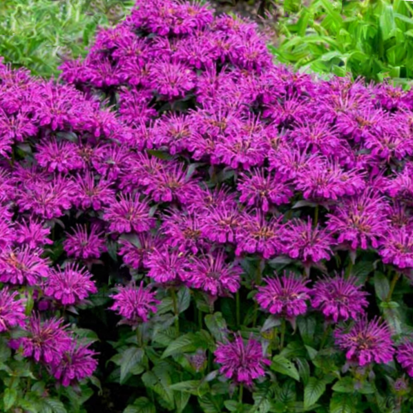 Sugar Buzz® Grape Gumball Bee Balm (Monarda 'Sugar Buzz Grape Gumball') - 1 gallon -Ship Only