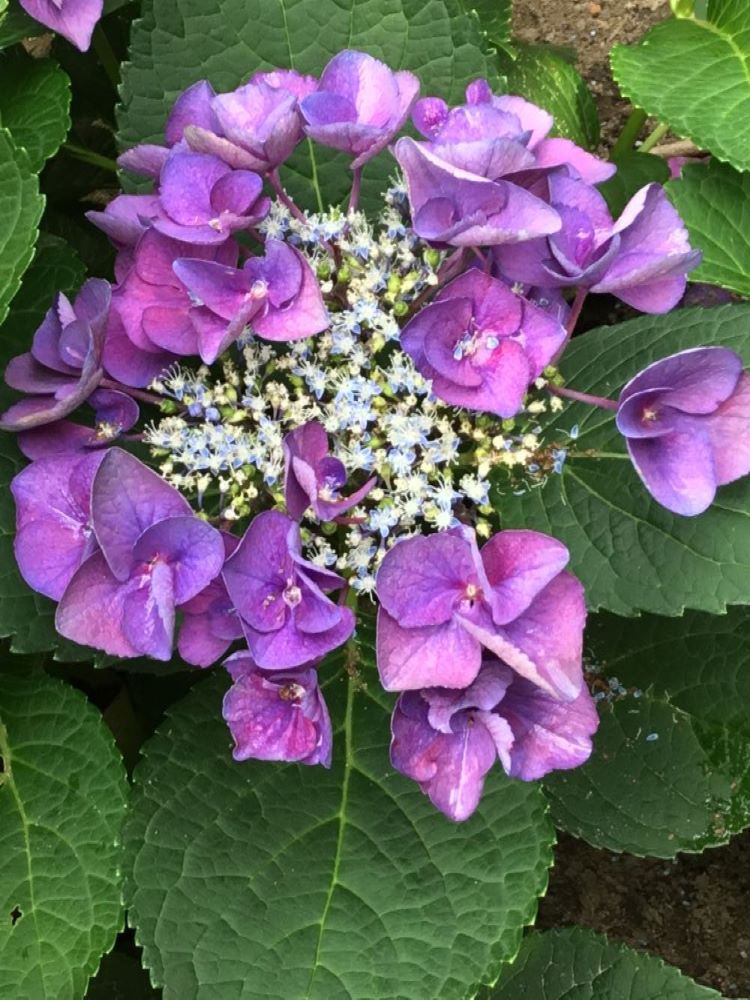 Grape Explosion Hydrangea (Hydrangea macrophylla 'Grape Explosion') - 3 gallon -Ship Only