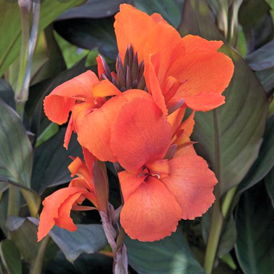 Cannova Bronze Orange Canna (Canna cannova 'Bronze Orange') - 1 gallon -Ship Only