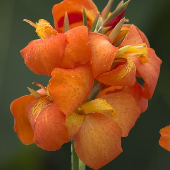 Cannova Orange Shades Canna (Canna cannova 'Orange Shades') - 1 gallon -Ship Only