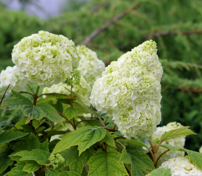 Gatsby Moon® Oakleaf hydrangea (Hydrangea quercifolia 'Gatsby Moon') - 1 gallon -Ship Only