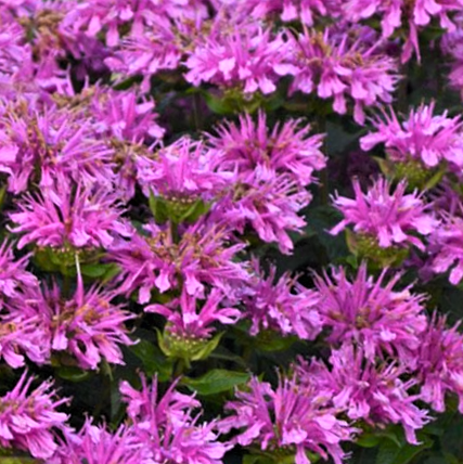 Sugar Buzz® Rockin Raspberry Bee Balm (Monarda 'Sugar Buzz Rockin Raspberry') - 1 gallon -Ship Only