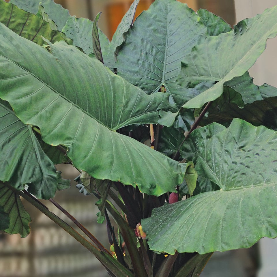 Sumo Elephant Ear (Alocasia 'Sumo') - 1 gallon -Ship Only