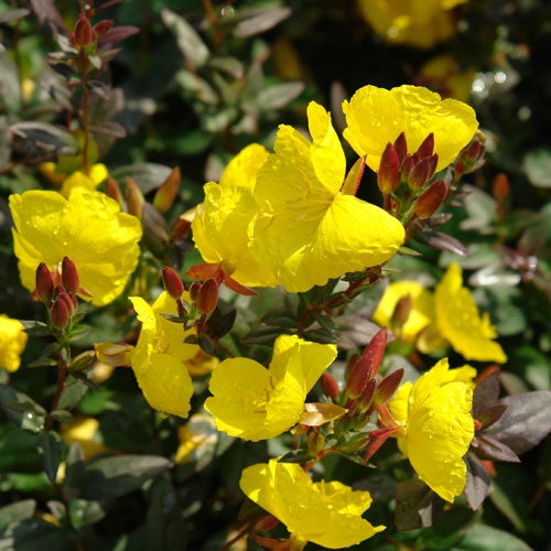 Fireworks Evening Primrose (Oenothera fireworks) - 1 gallon -Ship Only