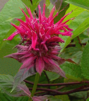 Raspberry Wine Bee Balm (Monarda 'Raspberry Wine') - 1 gallon -Ship Only