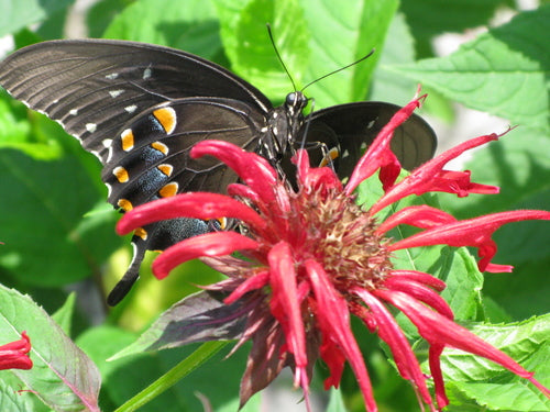 Jacob Cline Bee Balm (Monarda jacob 'Cline') - 1 gallon -Ship Only
