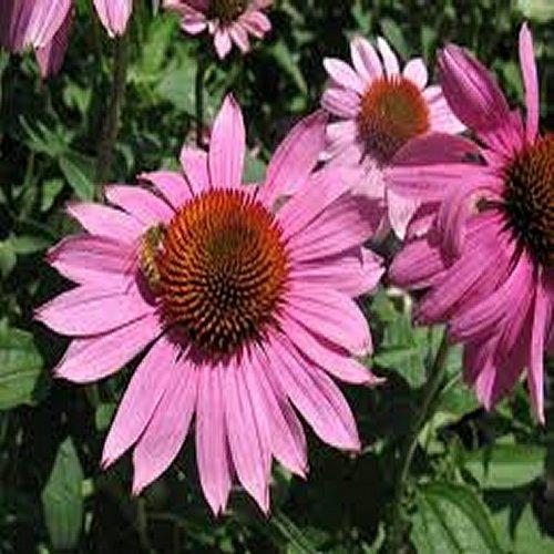 Prairie Splendor Coneflower (Echinacea purpurea 'Prairie Splendor') - 1 gallon -Ship Only
