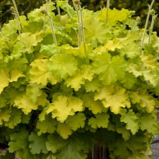 Lemon Love Coralbells (Heuchera 'Lemon Love') - 1 gallon -Ship Only