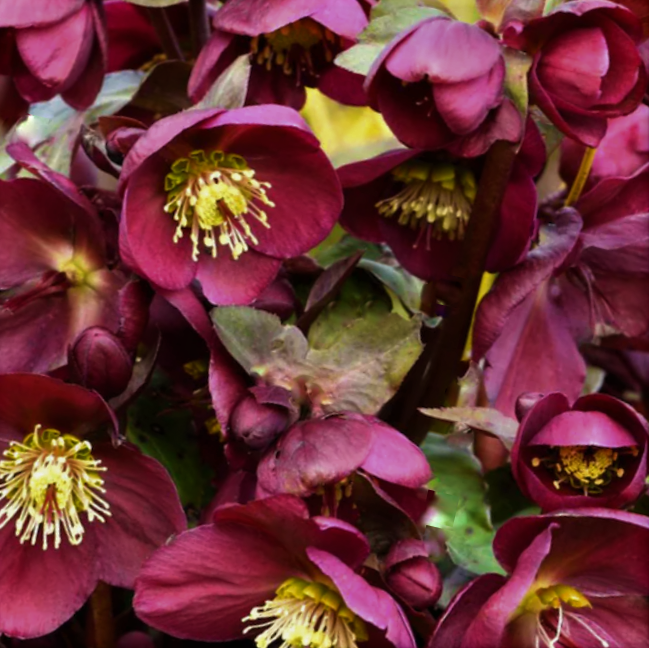 Frostkiss® Anna’s Red Lenten Rose (Helleborus 'Frostkiss Annas Red') - 1 gallon -Ship Only