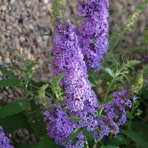 Buzz® Sky Blue Butterfly Bush (Buddleia 'Buzz Sky Blue') - 3 gallon -Ship Only