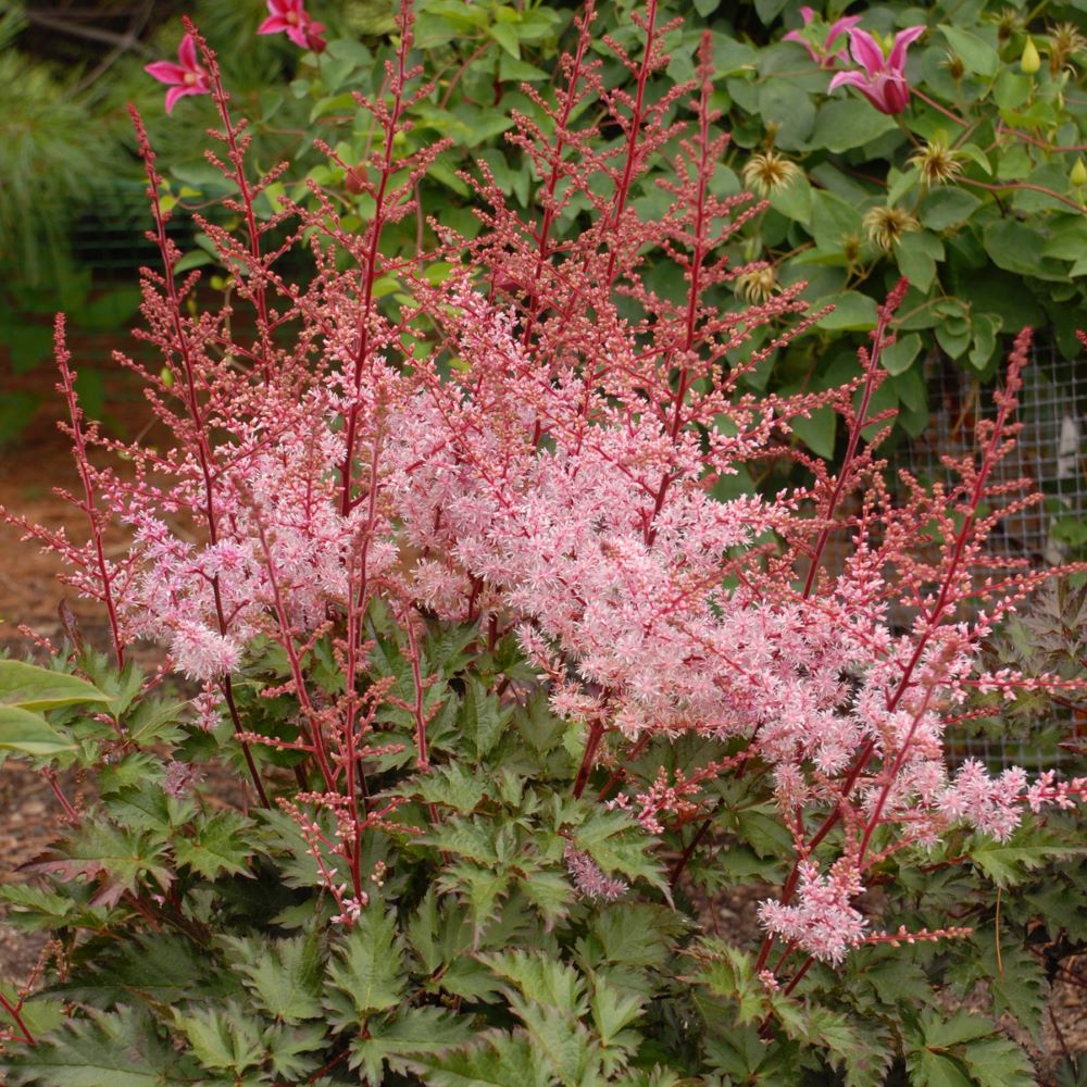 Delft Lace Astilbe (Astilbe 'Delft Lace') - 1 gallon -Ship Only