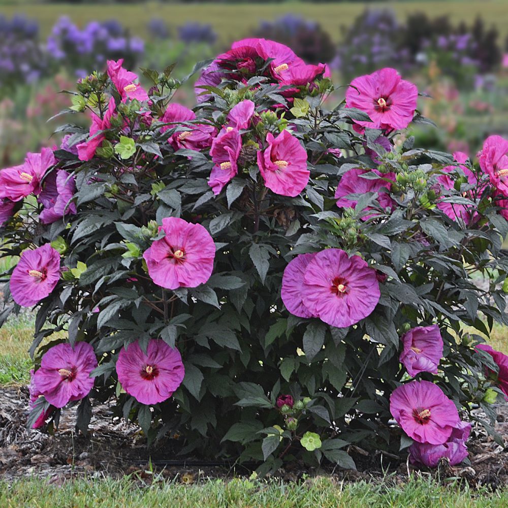 Summerific® 'Berry Awesome' Rose Mallow (Hibiscus x 'Summerific Berry Awesome') - 2 gallon -Ship Only