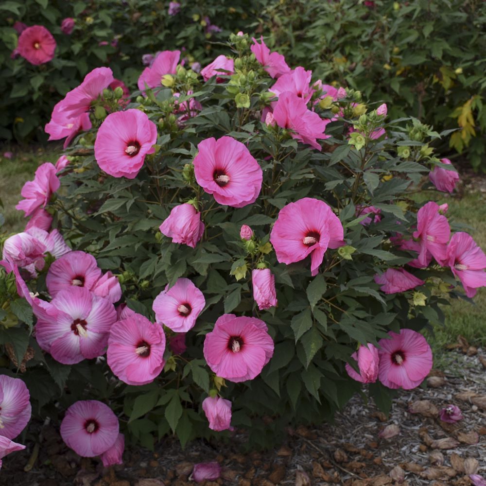 Summerific® 'Candy Crush' Rose Mallow (Hibiscus x 'Summerific Candy Crush') - 2 gallon -Ship Only