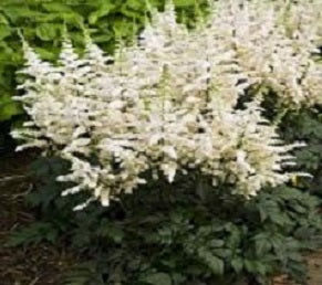 Vision In White Astilbe (Astilbe vision 'In White') - 1 gallon -Ship Only