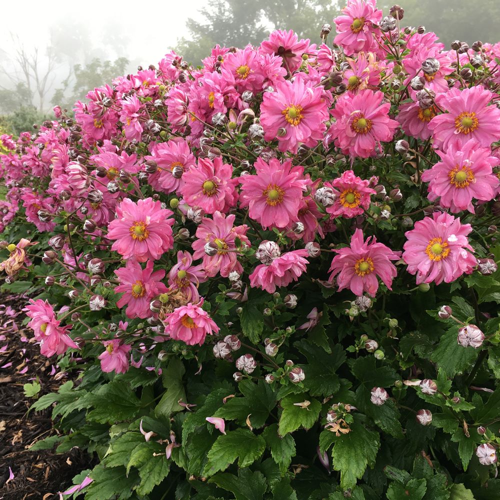 Fall In Love™ Japanese Anemone (Anemone 'Fall In Love Sweetly') - 1 gallon -Ship Only