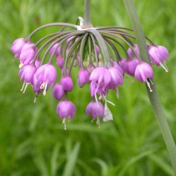 Nodding Onion (Allium cernuum) - 1 gallon -Ship Only