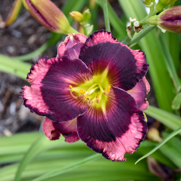 Rainbow Rhythm® 'Storm Shelter' Daylily (Hemerocallis 'Rainbow Rhythm Storm Shelter') - 1 gallon -Ship Only