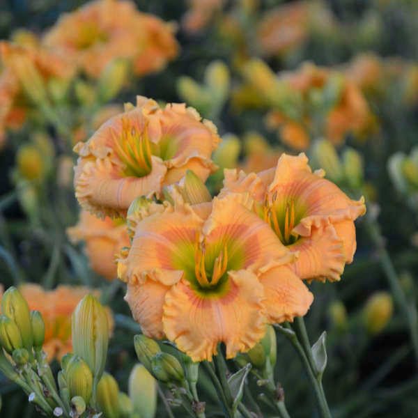 Rainbow Rhythm® 'Orange Smoothie' Daylily (Hemerocallis 'Rainbow Rhythm Orange Smoothie') - 1 gallon -Ship Only