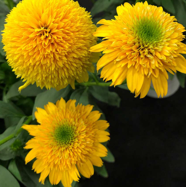 Cara Mia™ Yellow Coneflower (Echinacea cara 'Mia Yellow') - half gallon -Ship Only