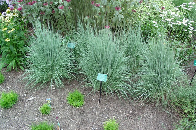 The Blues Little Bluestem (Schizachyrium scoparium 'The Blues') - 2 gallon -Ship Only