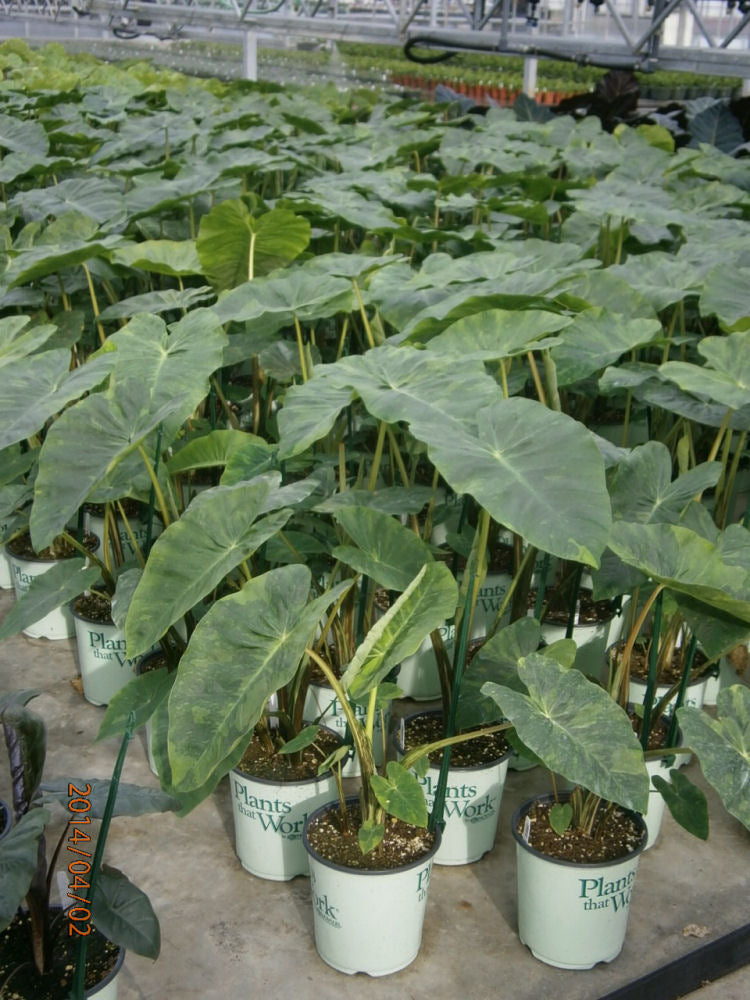 Illustris Elephant Ear (Colocasia antiquorum 'Illustris') - 1 gallon -Ship Only