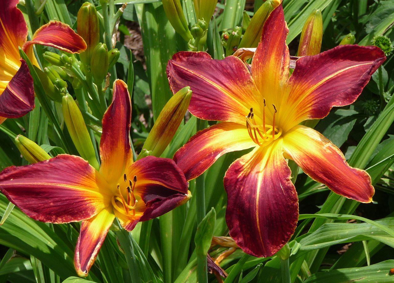 Rainbow Rhythm® 'Ruby Spider' Daylily (Hemerocallis ruby 'Ruby Spider') - 1 gallon -Ship Only