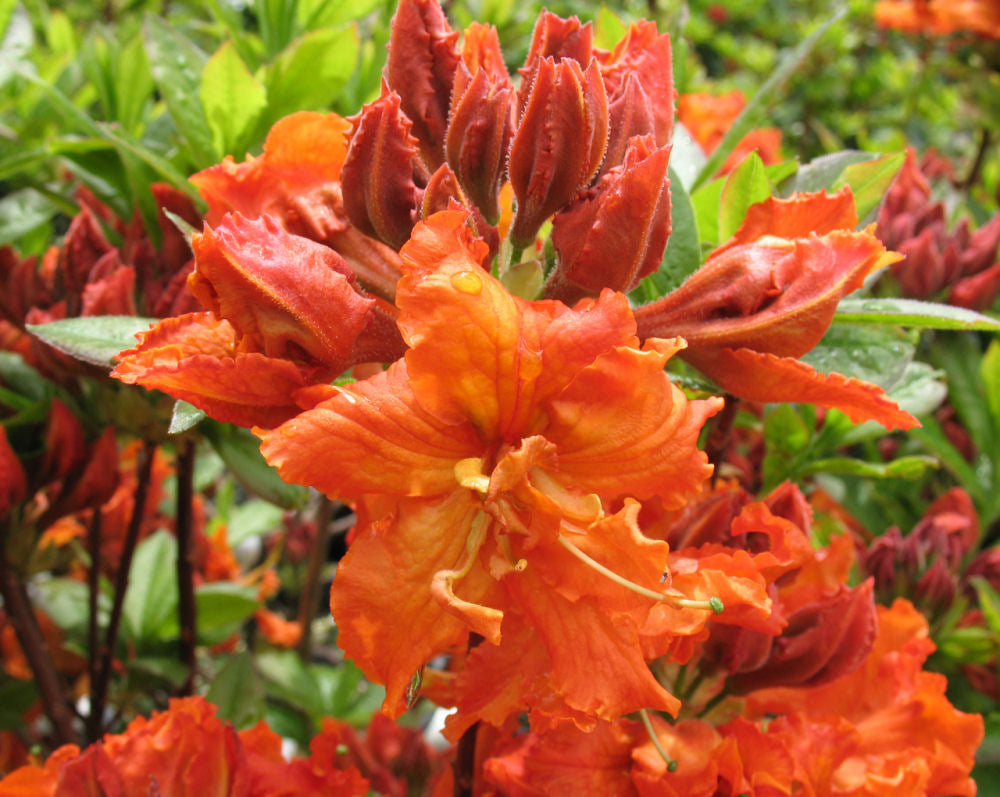 Gibraltar Azalea (Azalea 'Exbury Gibraltar') - 3 gallon 15" -Ship Only