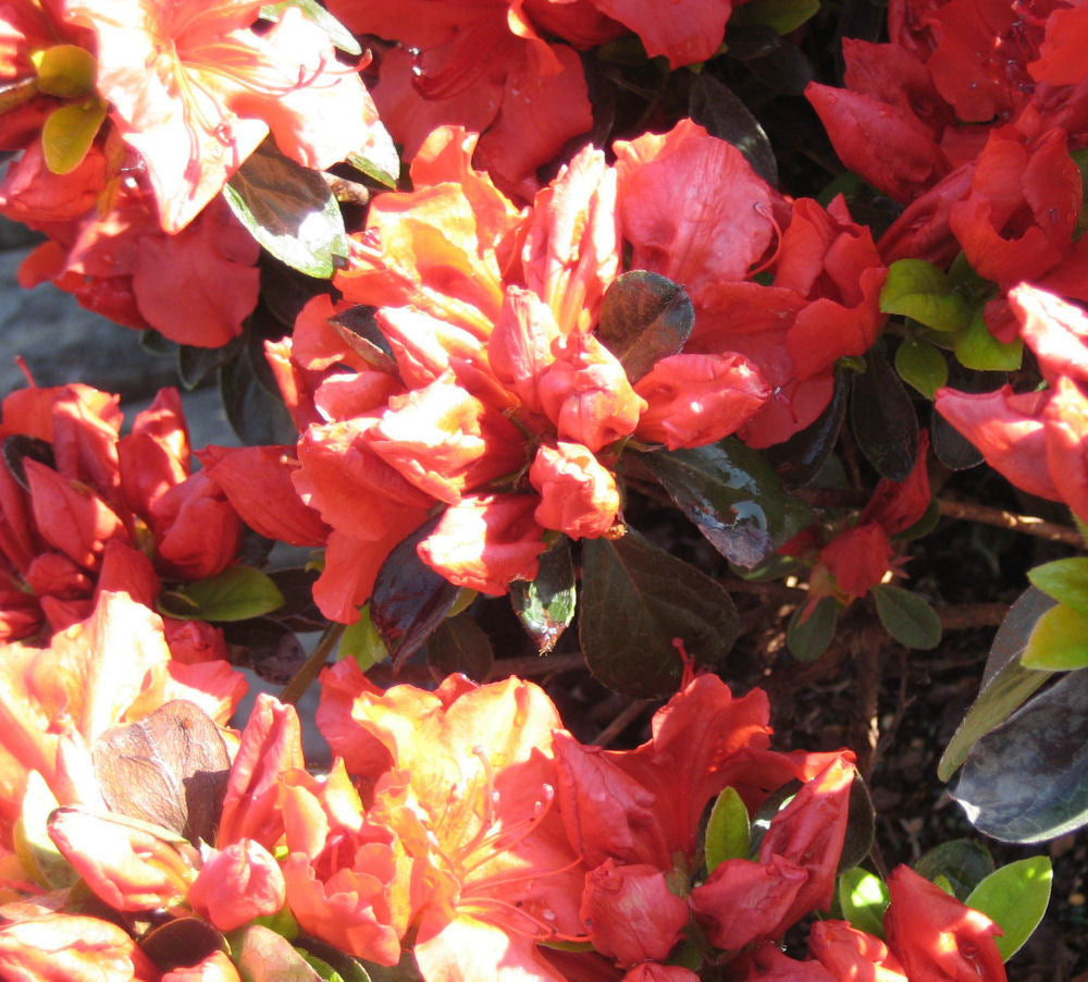 Girard’s Crimson Azalea (Azalea x 'Girard Crimson') - 3 gallon 15" -Ship Only