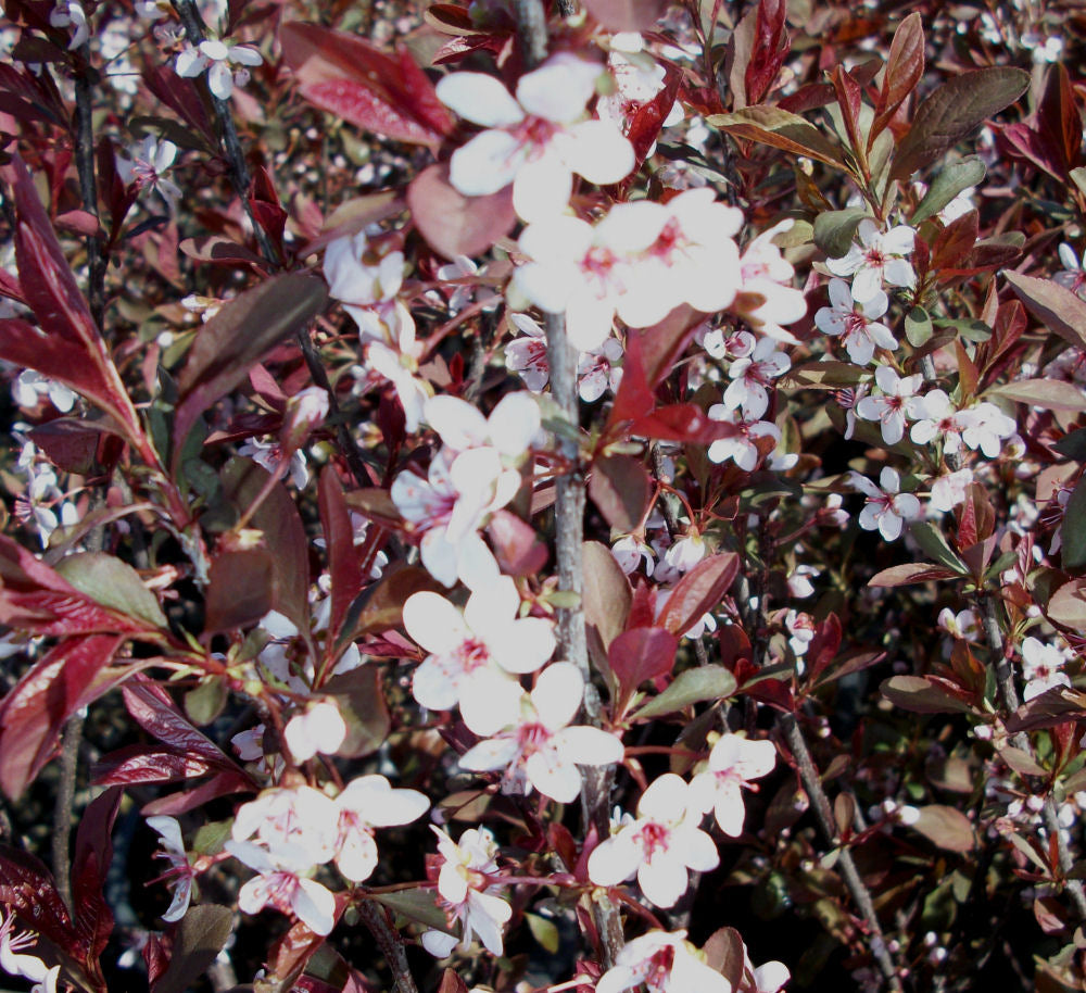 Purpleleaf Sand Cherry (Prunus x cistena) - 3 gallon 18" -Ship Only