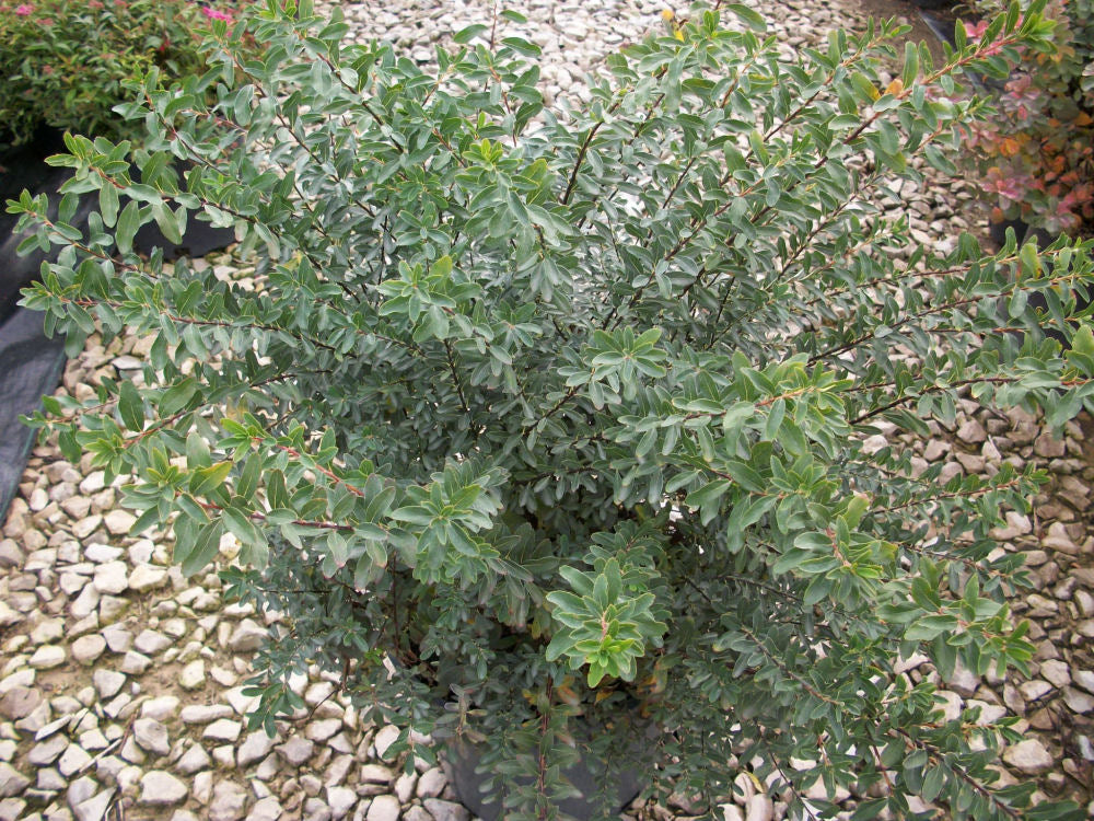 Snowmound Spiraea (Spiraea nipponica 'Snowmound') - 3 gallon 15" -Ship Only
