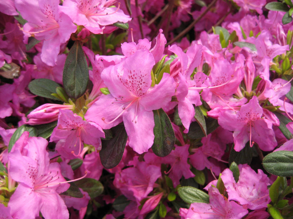 Karen Azalea (Azalea x 'Karen') - 3 gallon 15" -Ship Only